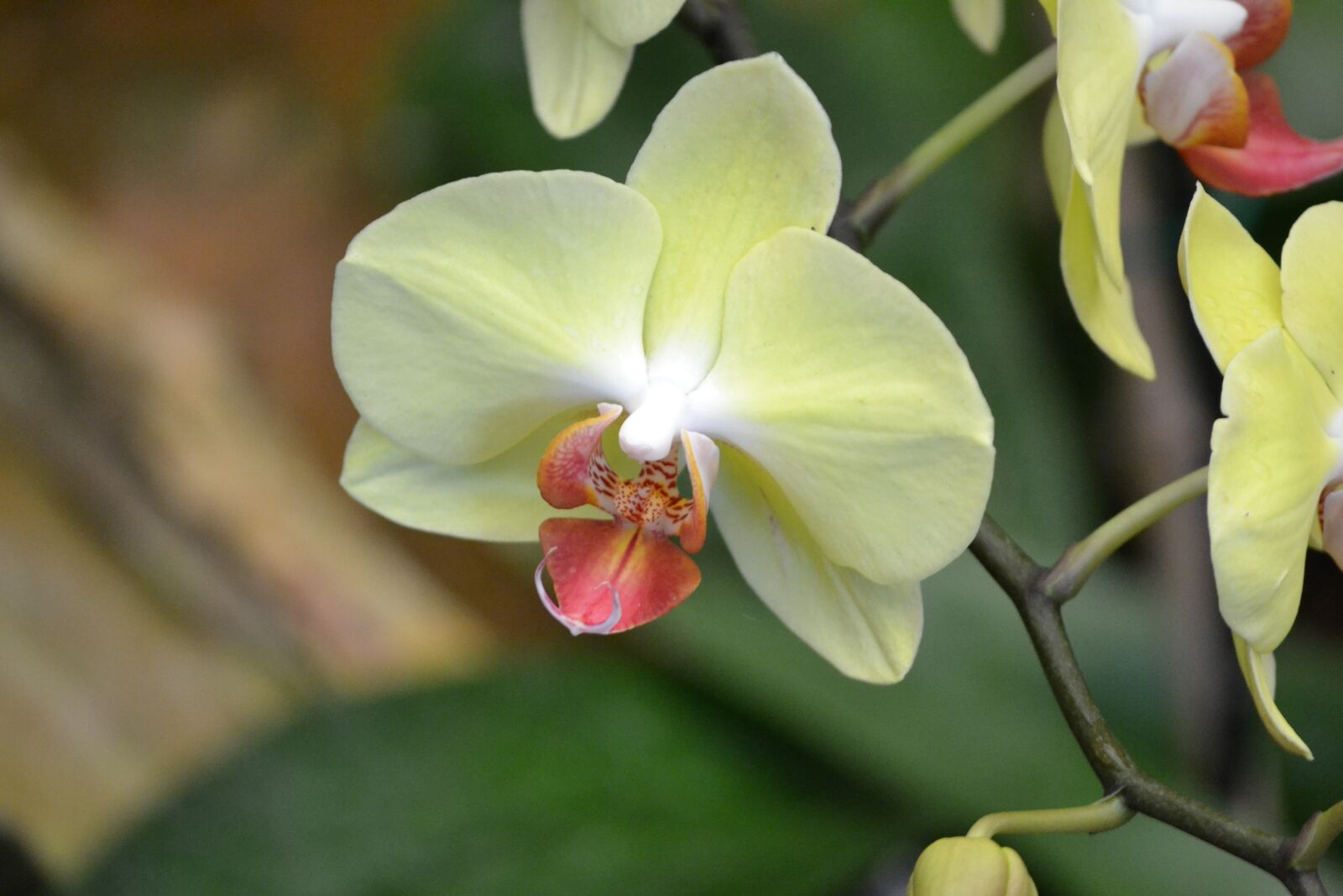 Nikon D3100 sample photo. Orchid, flower, plant photography