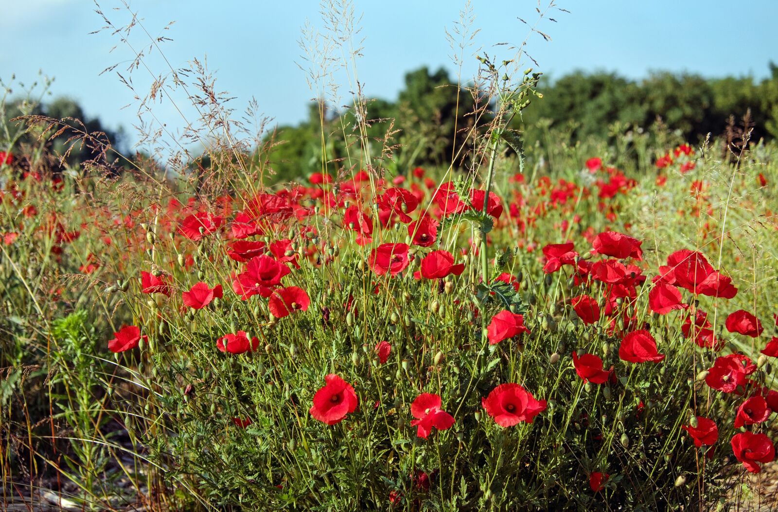 Fujifilm X-T10 sample photo. Poppy, flower, blossom photography