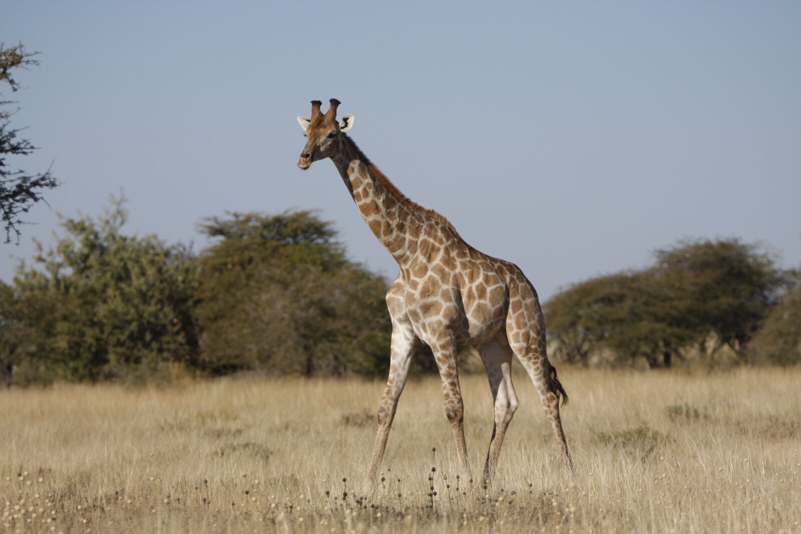 Canon EOS 40D sample photo. Giraffe, wild, after photography