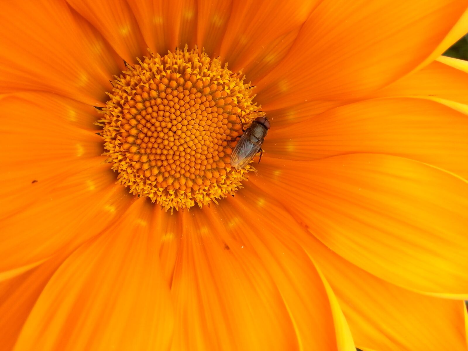 Samsung Galaxy S3 sample photo. Flower, fly, orange photography