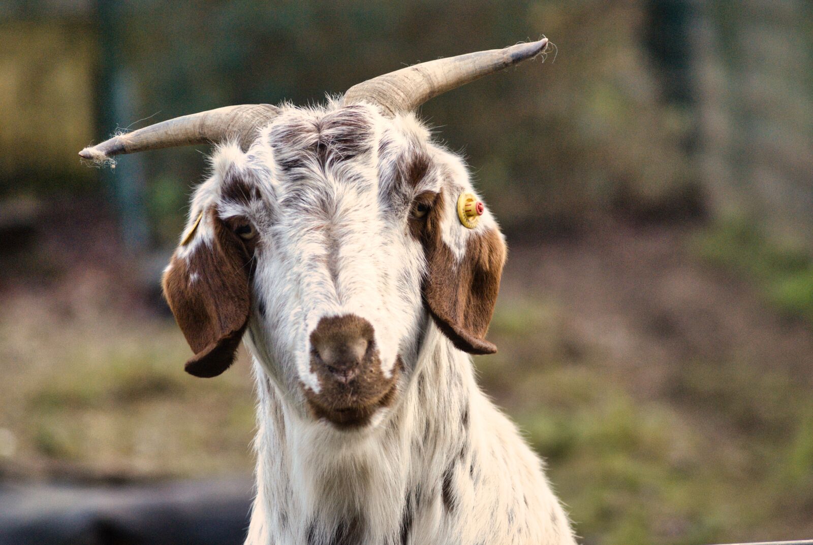 Sony Alpha DSLR-A200 sample photo. Goat, head, animal photography