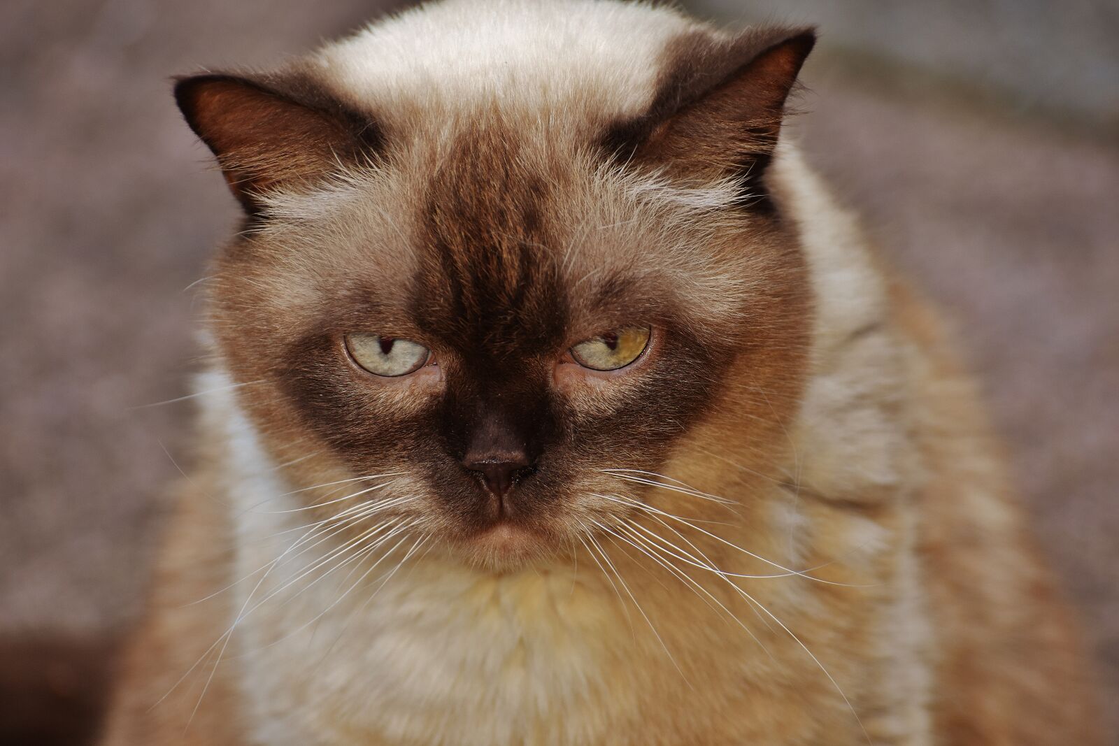 Nikon D7200 sample photo. Cat, british shorthair, mieze photography