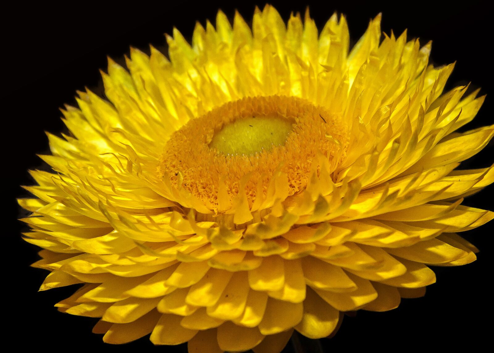 Canon EOS 50D + Canon EF 24-105mm F4L IS USM sample photo. Italicum, bloom, flower photography