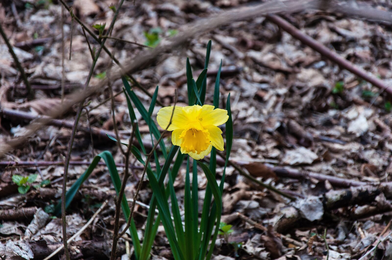 Nikon D5000 sample photo. Nature, plant, leaf photography