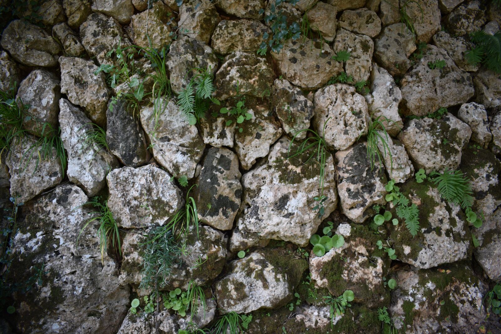 Nikon D3400 sample photo. Wallpaper, background, wall photography