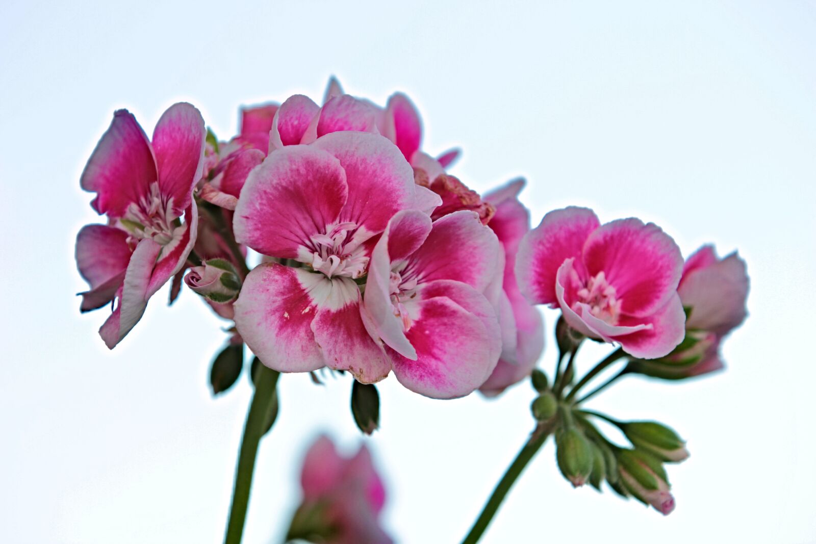 Canon EF 70-200mm F2.8L IS II USM sample photo. Flower, geranium, plant photography