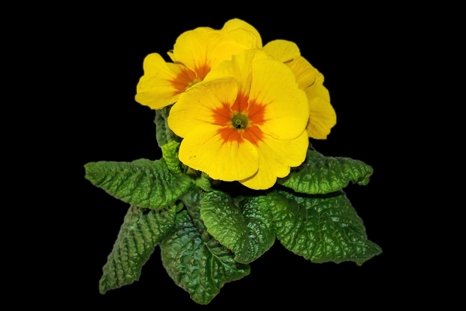 Panasonic Lumix DMC-G6 sample photo. Plant, primrose, flowers photography