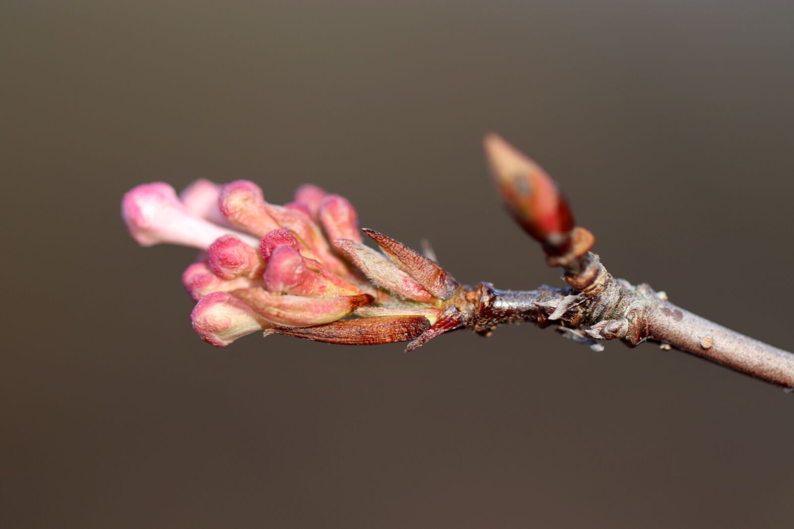 Canon EOS 800D (EOS Rebel T7i / EOS Kiss X9i) sample photo. Bud, branch, pink photography