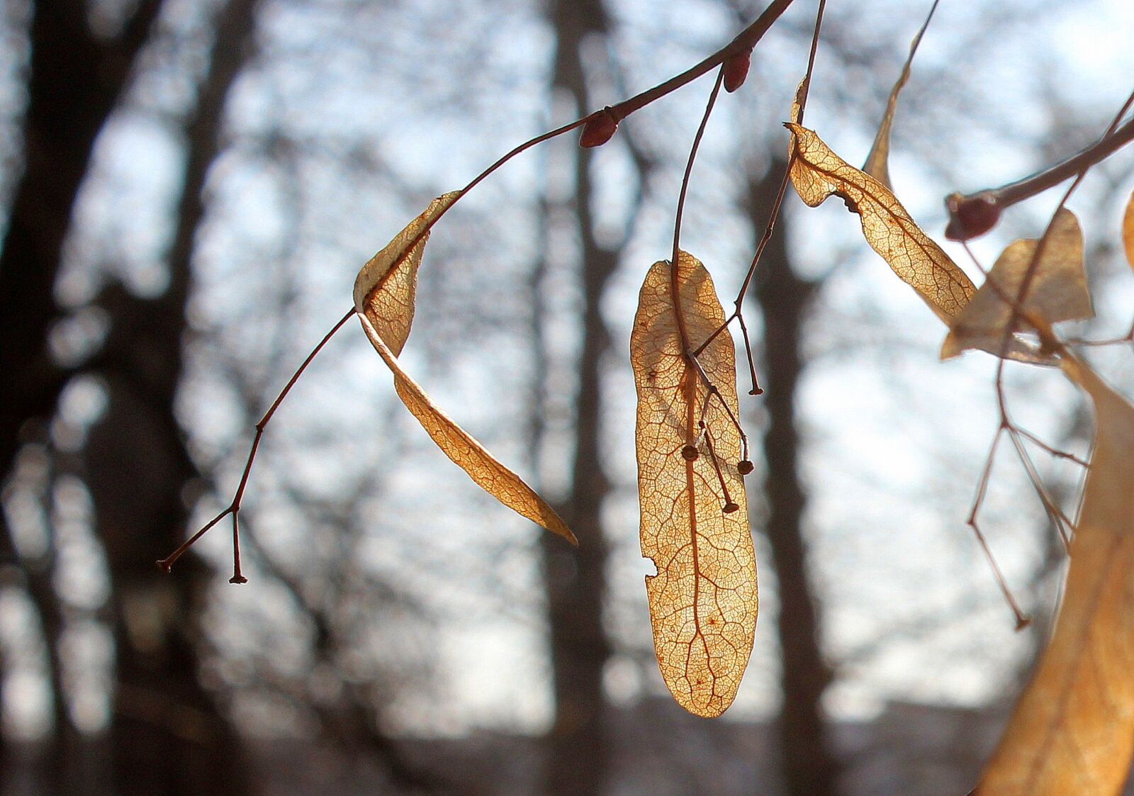 Canon EOS 1200D (EOS Rebel T5 / EOS Kiss X70 / EOS Hi) sample photo. Tree, nature, leaf photography