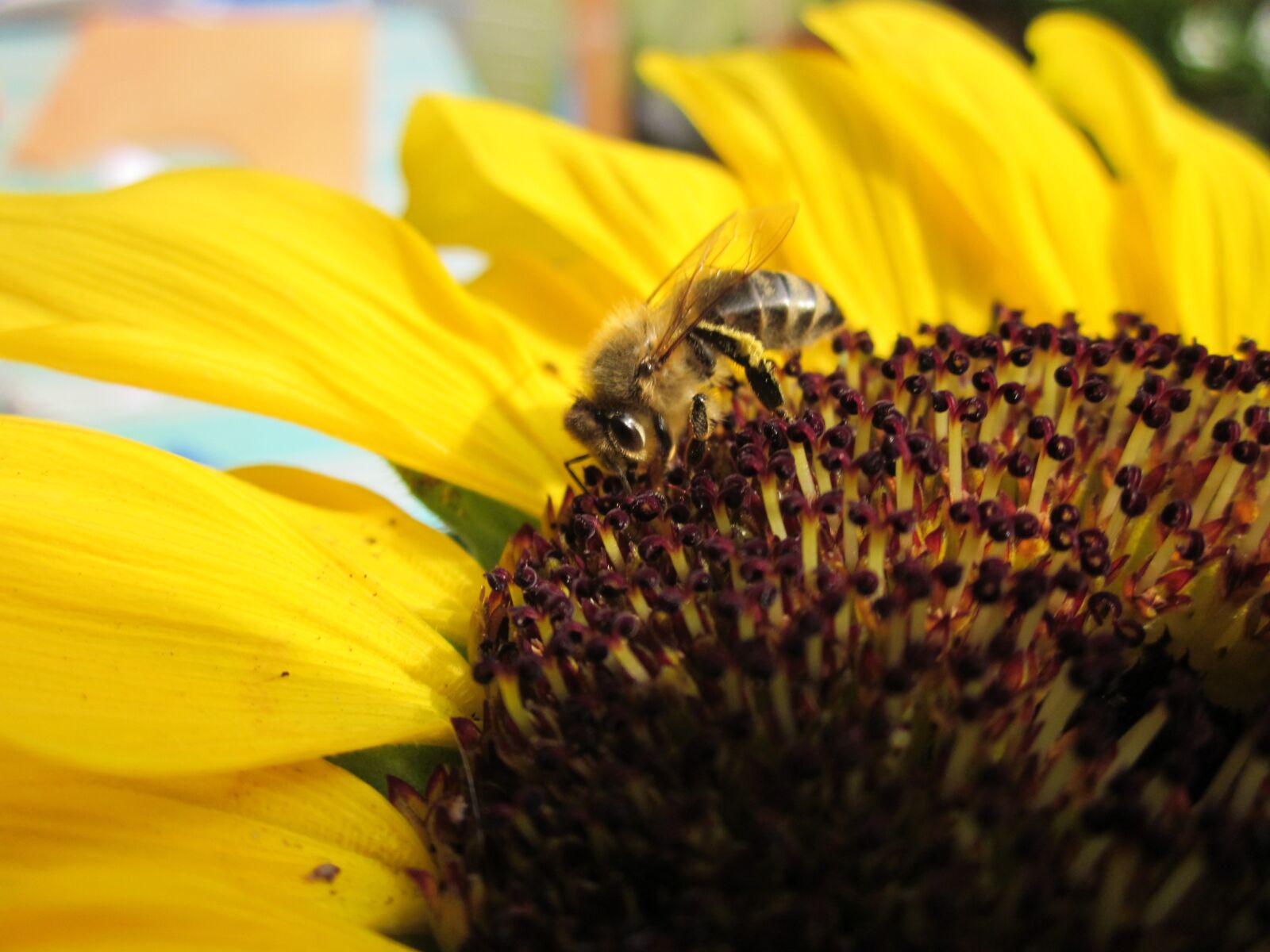 Canon PowerShot SD1300 IS (IXUS 105 / IXY 200F) sample photo. Bee, sunflower, summer photography