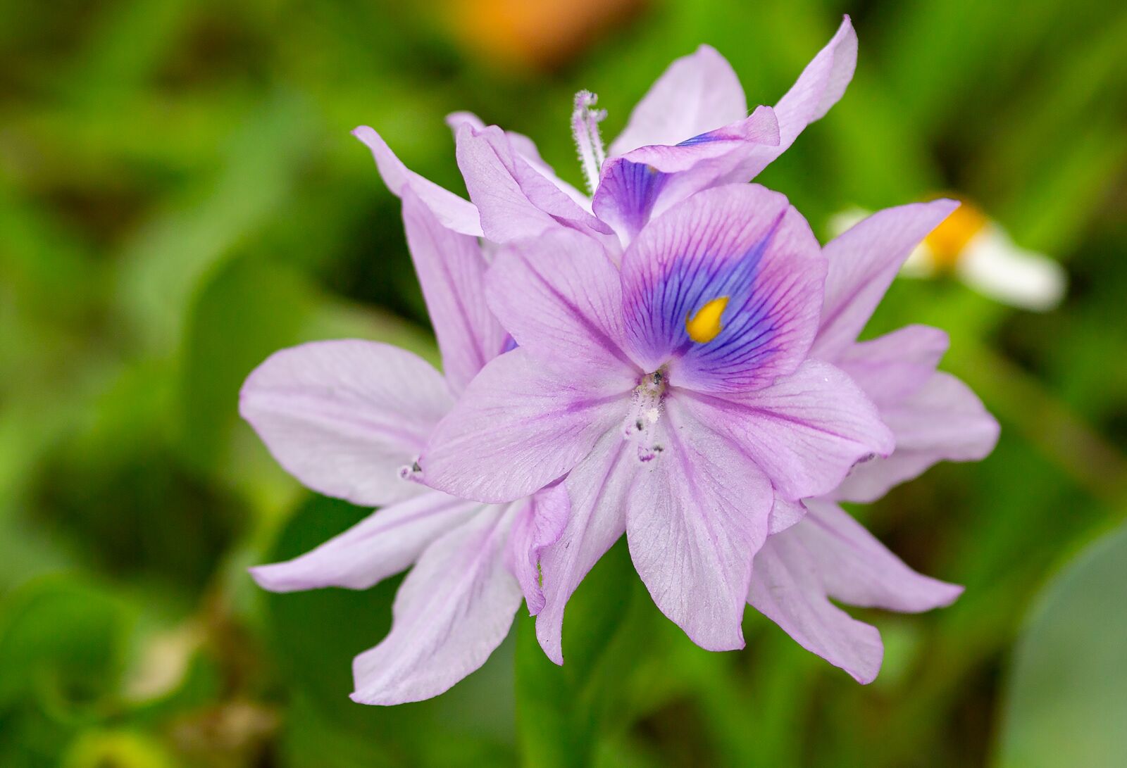 Canon EOS 5D Mark III + Canon EF 135mm F2L USM sample photo. Eichhornia crassipes, flower, ruffles photography