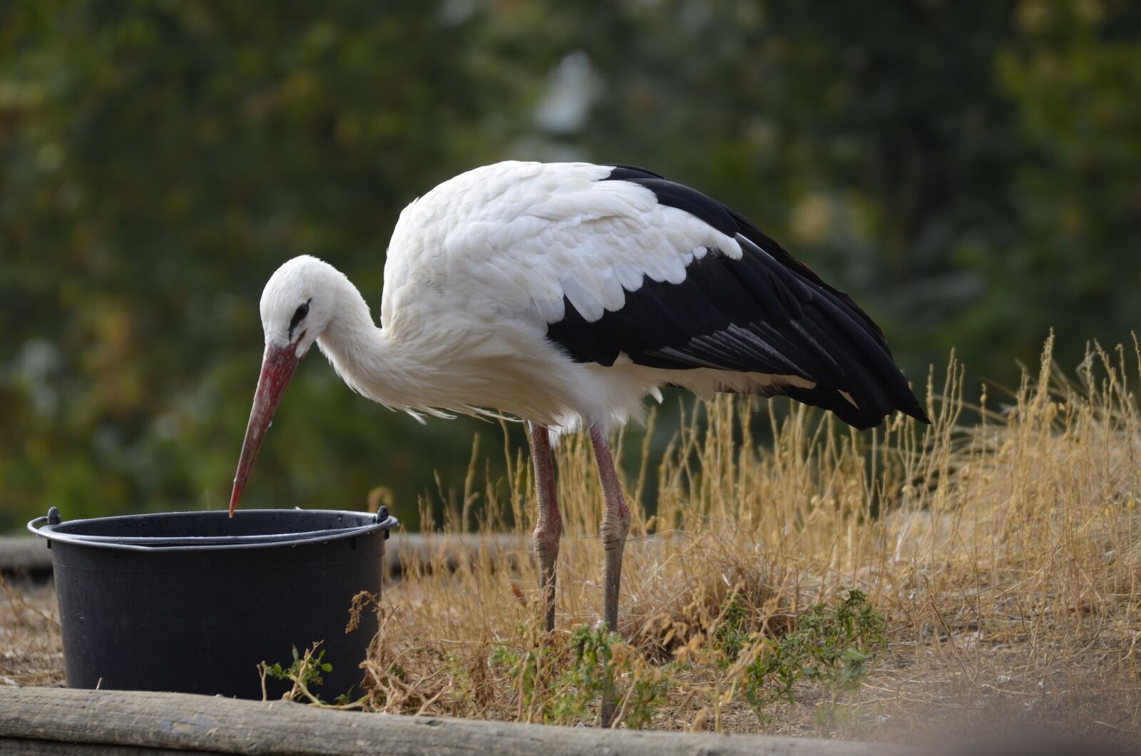Nikon D5100 sample photo. Stork, feather, white stork photography