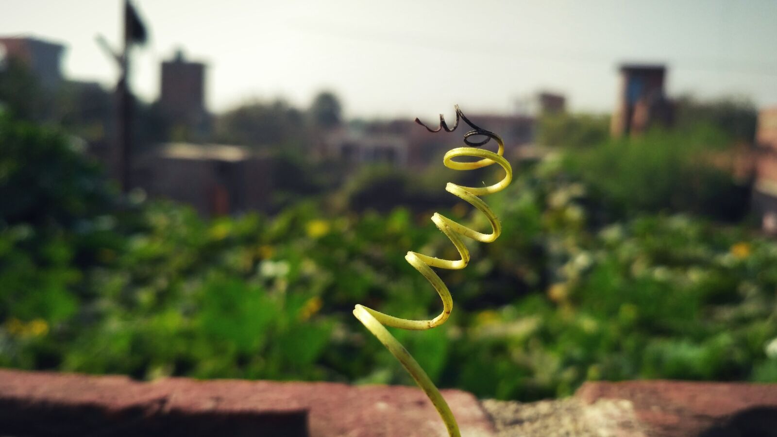 Xiaomi Redmi 3S sample photo. Color, green, grass, green photography