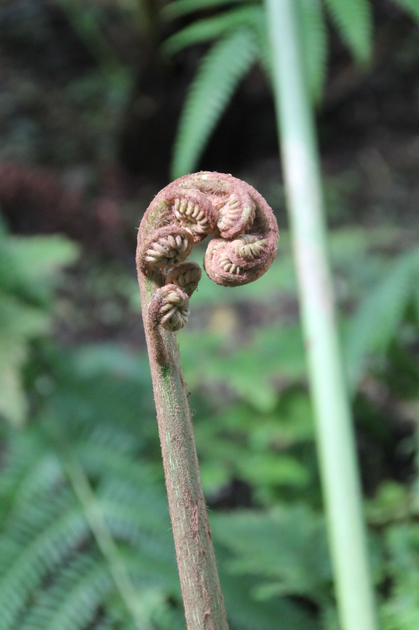 Canon EOS 1100D (EOS Rebel T3 / EOS Kiss X50) sample photo. Fern, spring, green photography