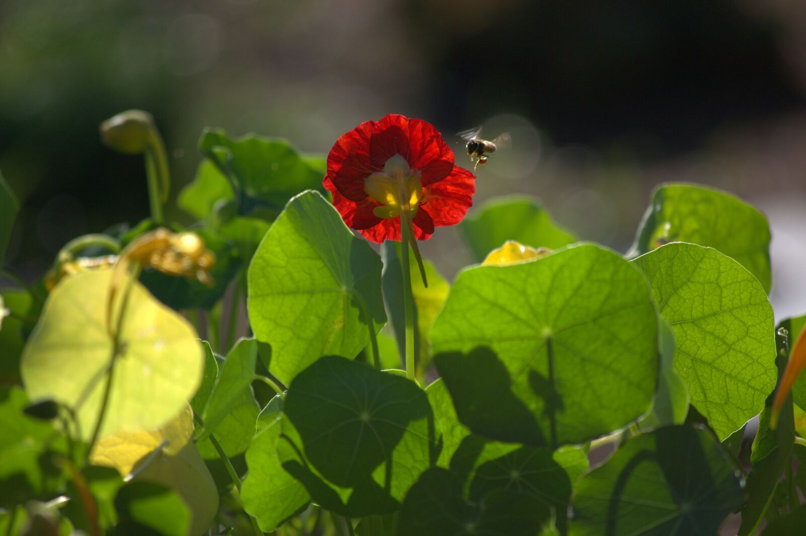 Nikon D3100 sample photo. Bee, bright flower, sunlight photography