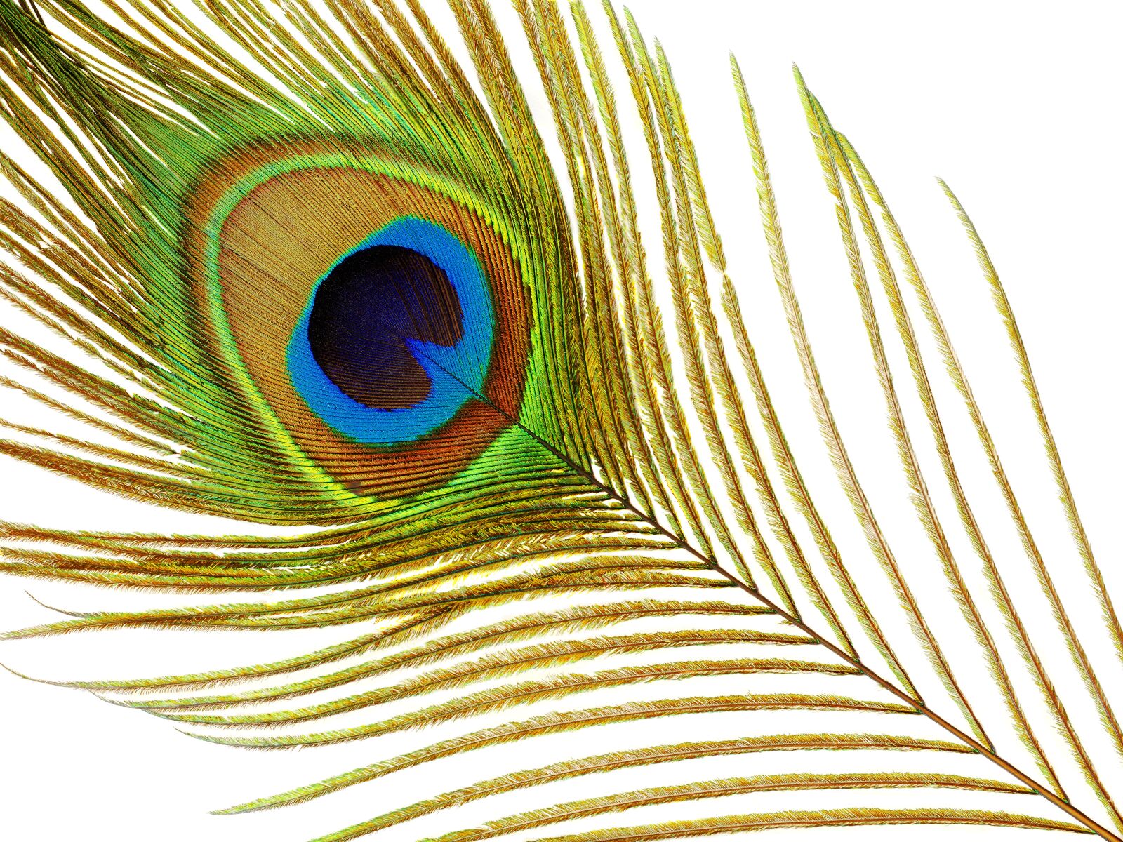 Olympus OM-D E-M1 Mark II + Olympus M.Zuiko Digital ED 12-40mm F2.8 Pro sample photo. Peacock, feather, plumage photography