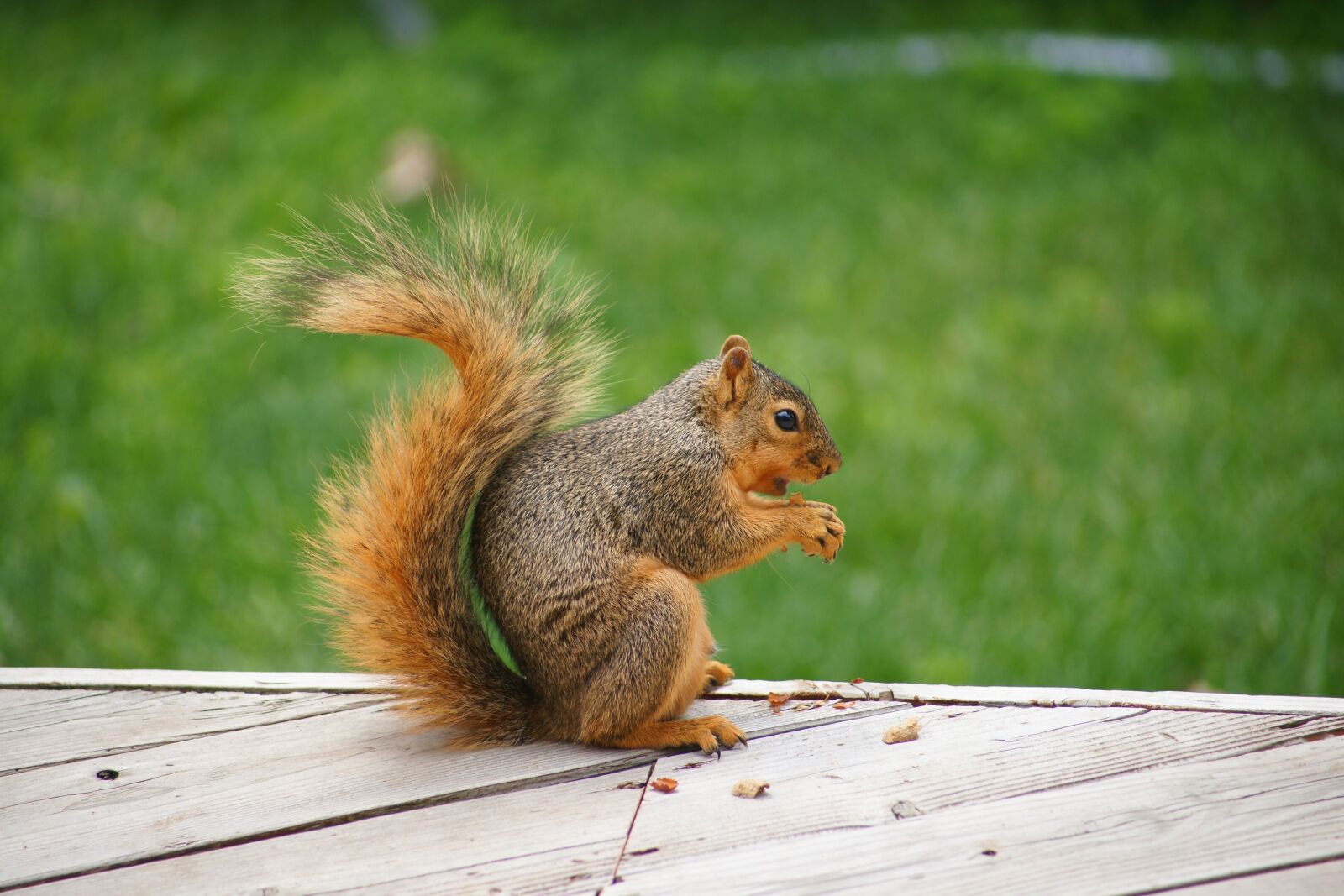 Sony Alpha DSLR-A900 sample photo. Animal, squirrel, nut photography