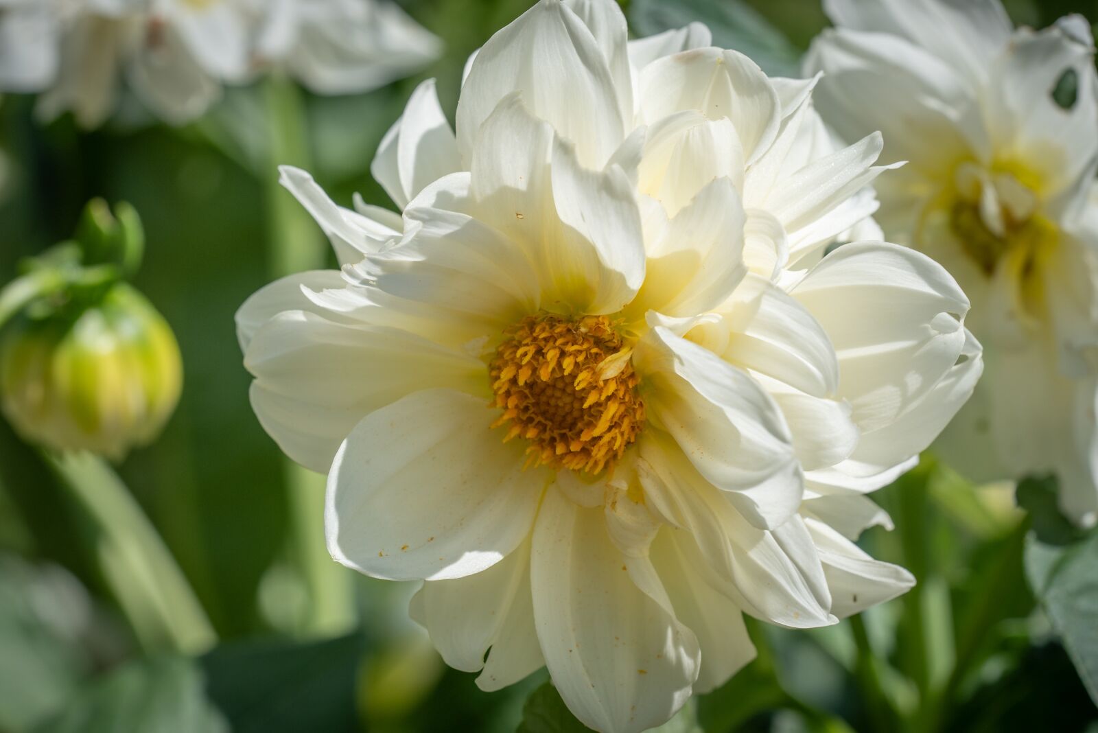 Nikon D750 sample photo. Blossom, bloom, flower photography