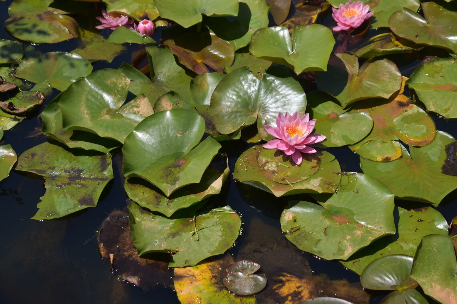 Nikon D3400 sample photo. Flower, lotus, pink photography