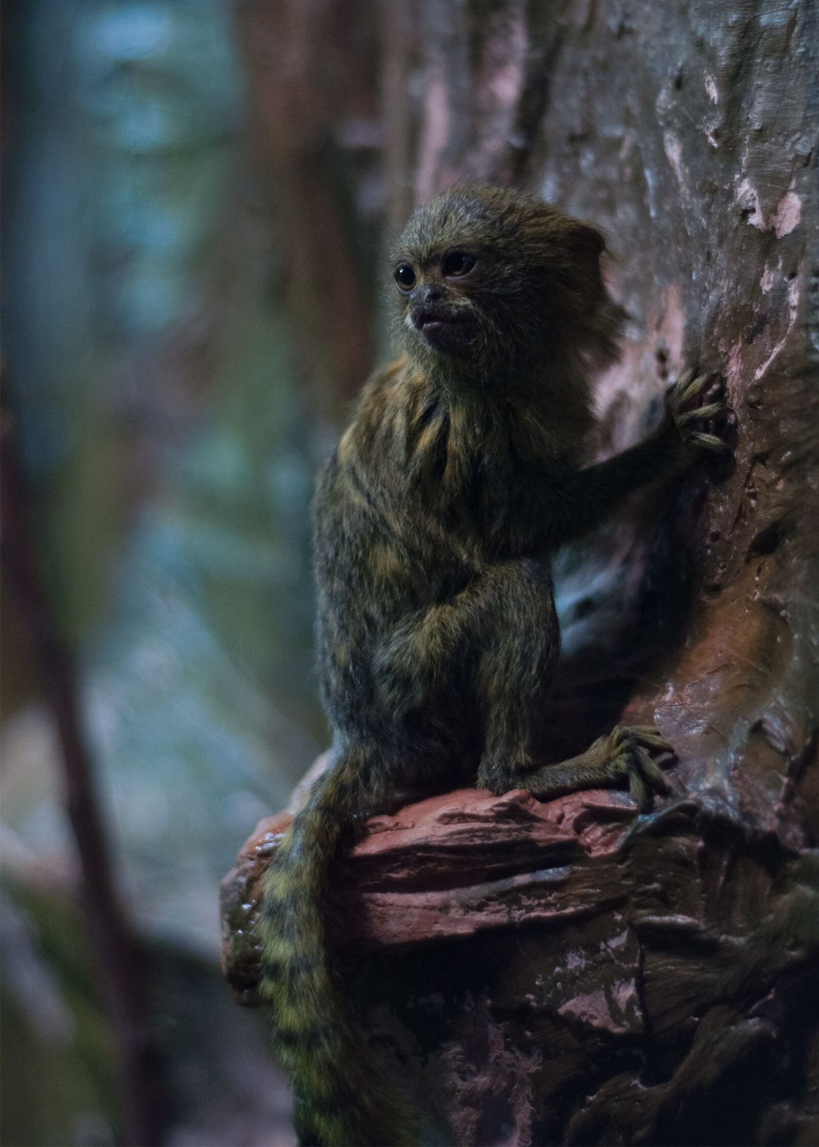 Nikon D90 sample photo. Monkey, toque, small photography