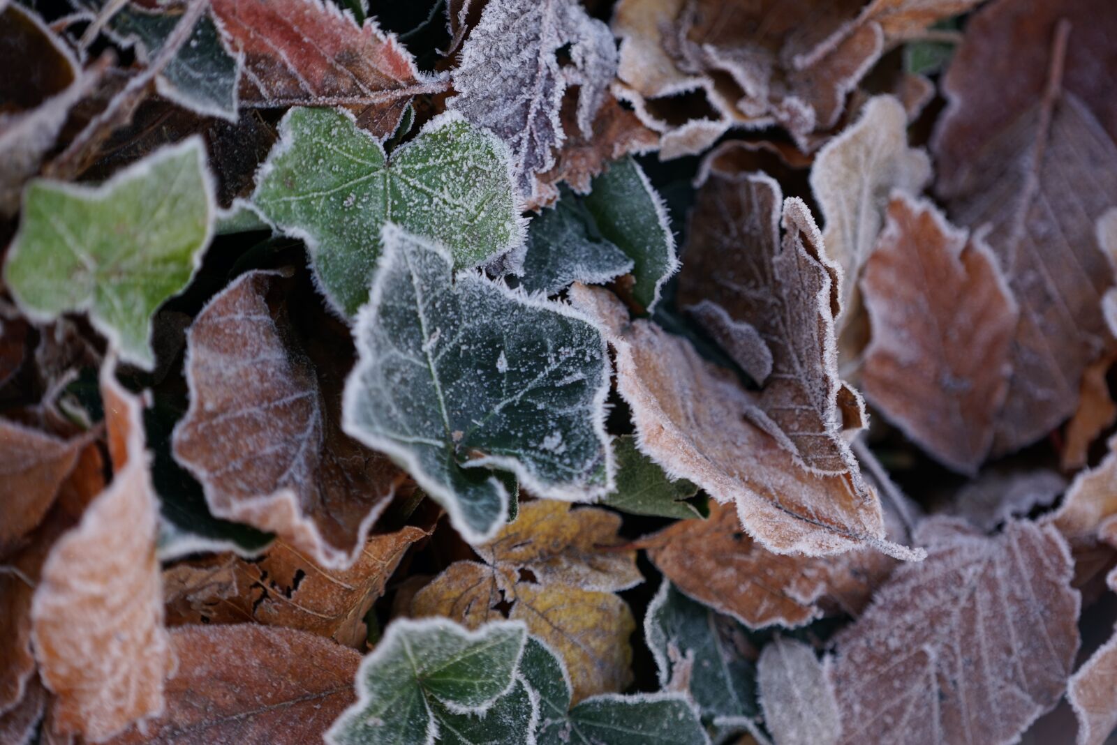 Sony a7R + Sony FE 70-200mm F4 G OSS sample photo. Frost, defoliation, dead leaves photography