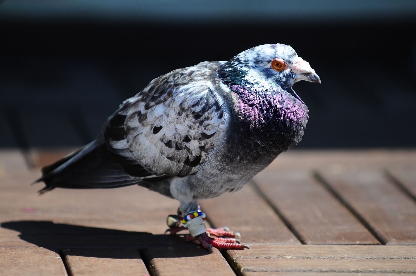 Nikon D300 sample photo. Pigeon, bird, animal photography