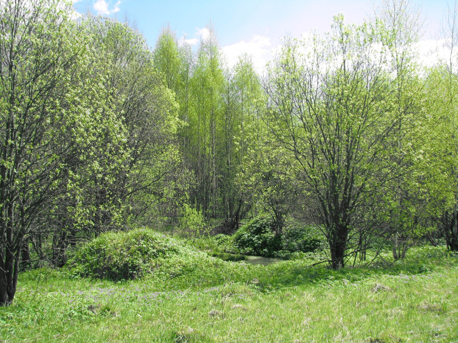 Canon POWERSHOT S5 IS sample photo. Spring, forest, blue sky photography
