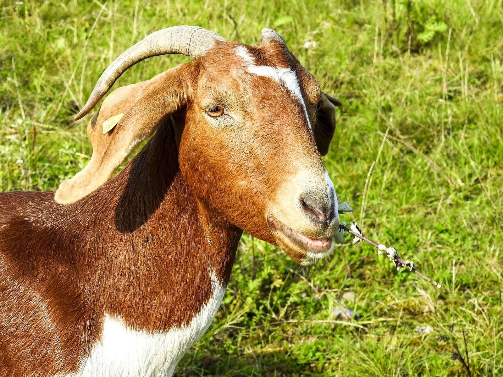 Nikon Coolpix P900 sample photo. Goat, boer goat, weidetier photography