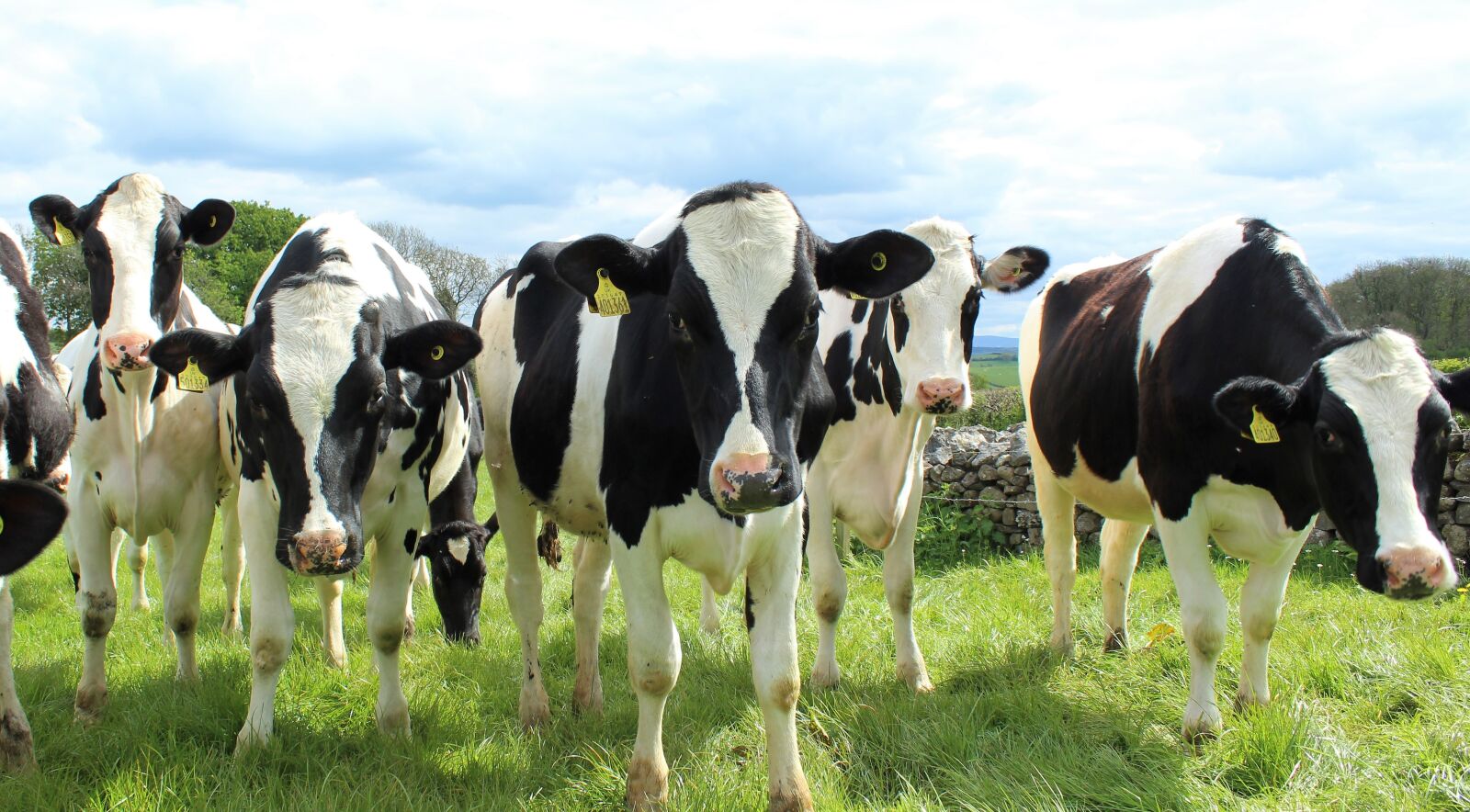 Canon EOS 1300D (EOS Rebel T6 / EOS Kiss X80) sample photo. Holstein cattle, cows, heifers photography