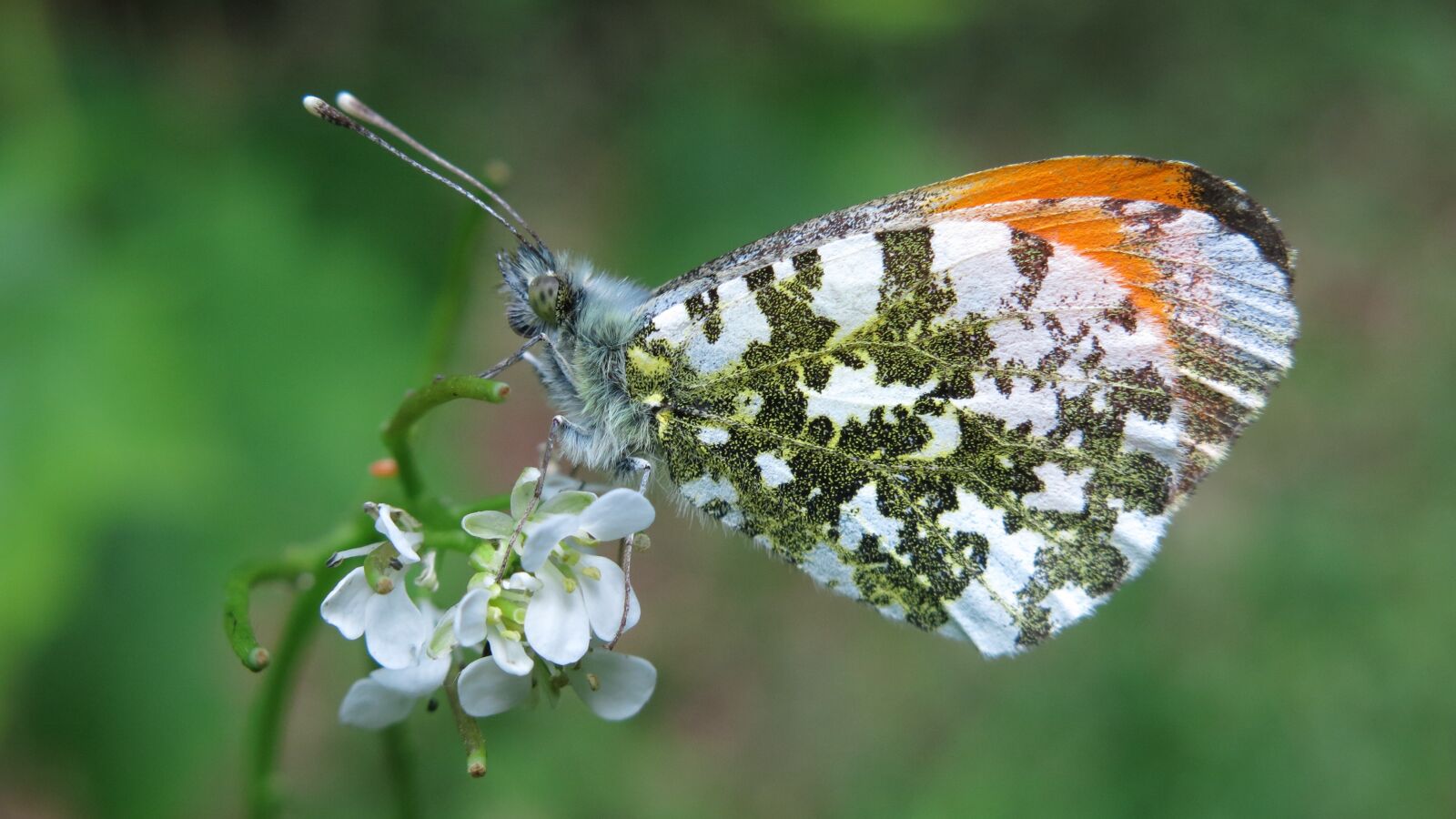 Canon PowerShot G15 sample photo. Butterfly, aurora butterfly, insect photography