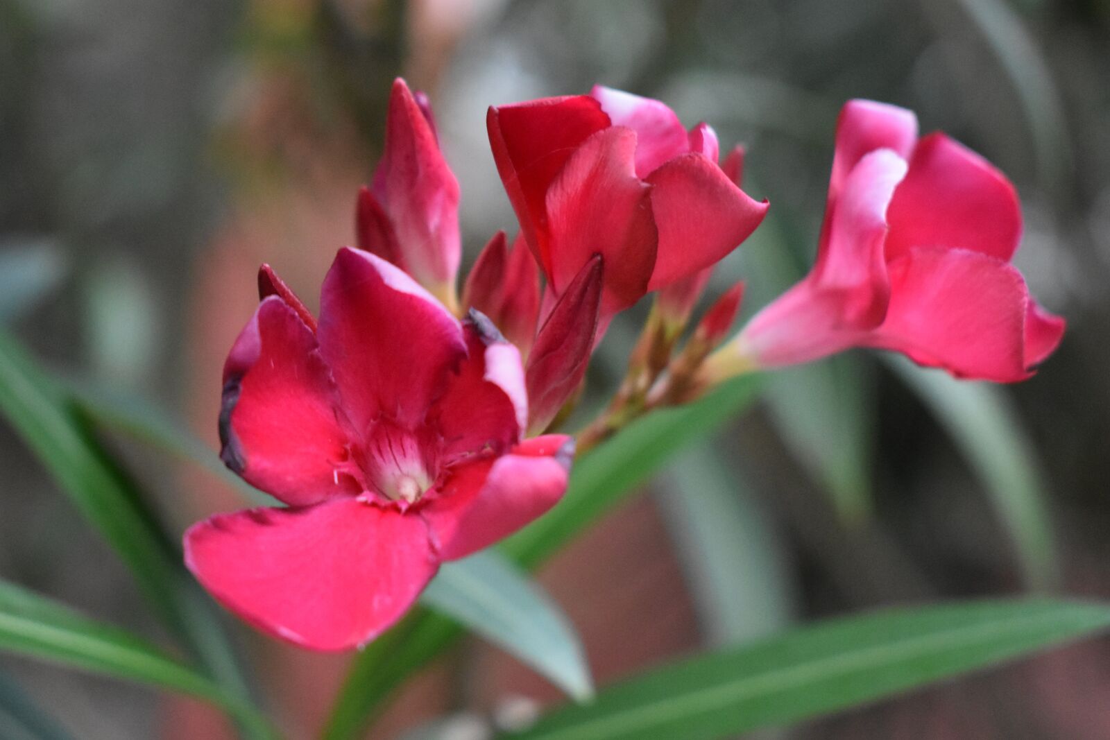 Nikon D3400 sample photo. Flower, nature, outdoor photography