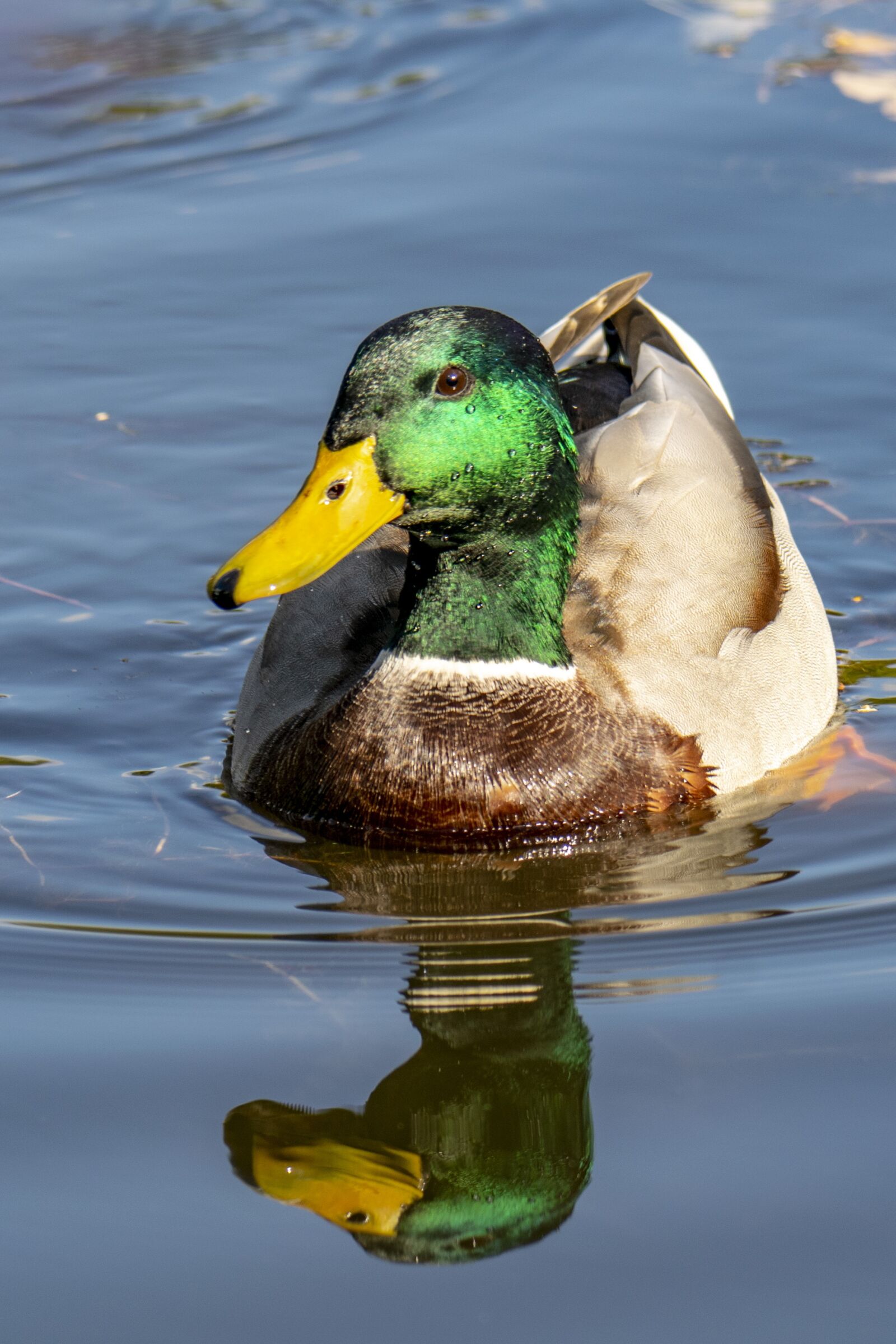 Nikon D5300 sample photo. Hungary, sástó, duck photography