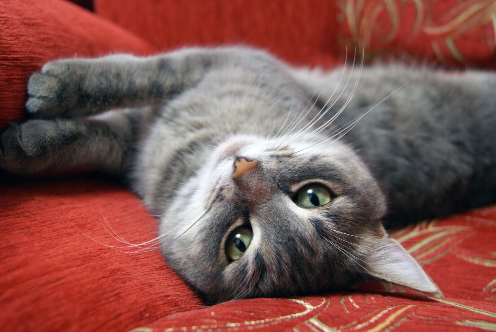 Sony Alpha DSLR-A230 sample photo. Cat, animals, cats photography