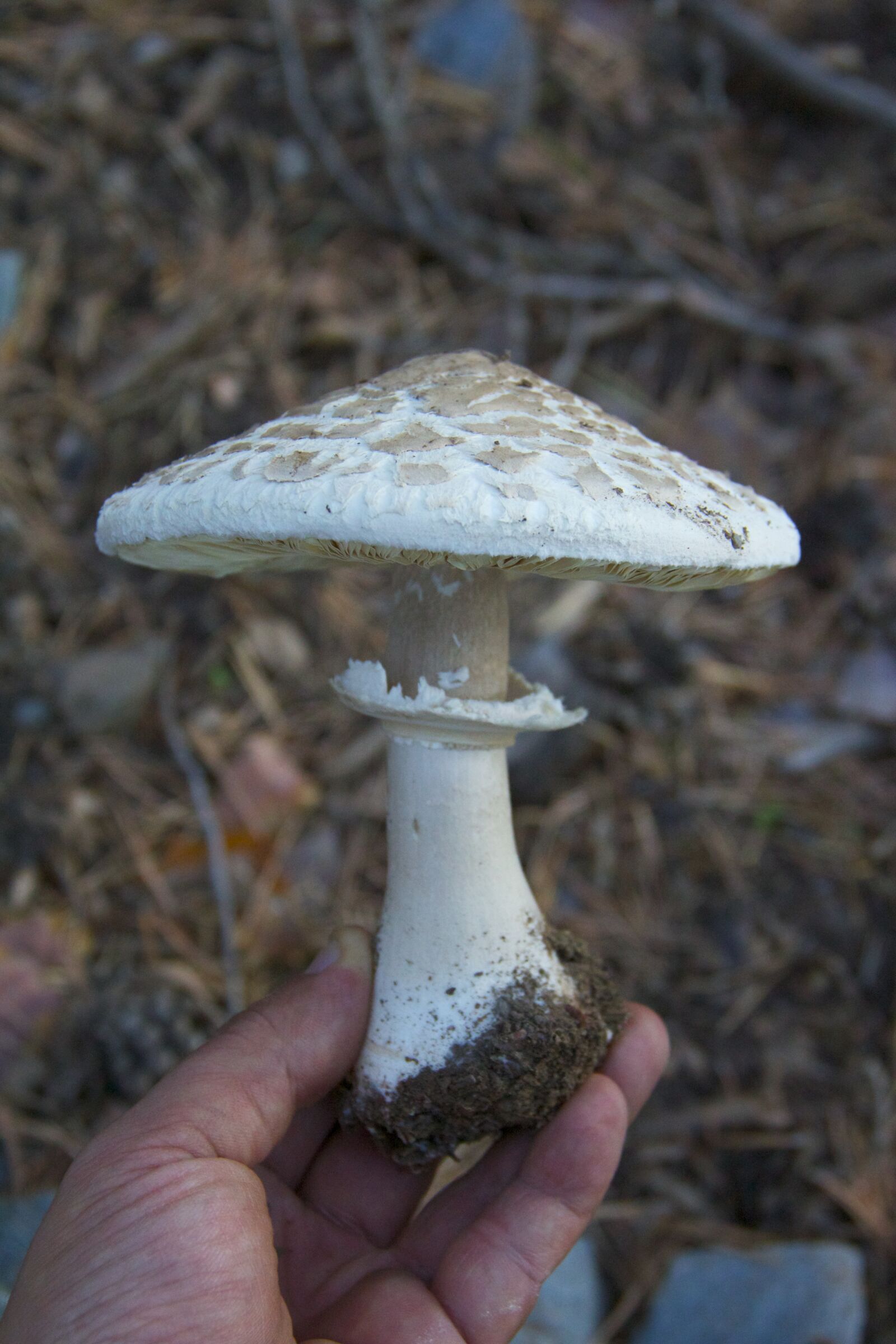 Canon EOS 550D (EOS Rebel T2i / EOS Kiss X4) sample photo. Mushroom, macrolepiota, fungi photography