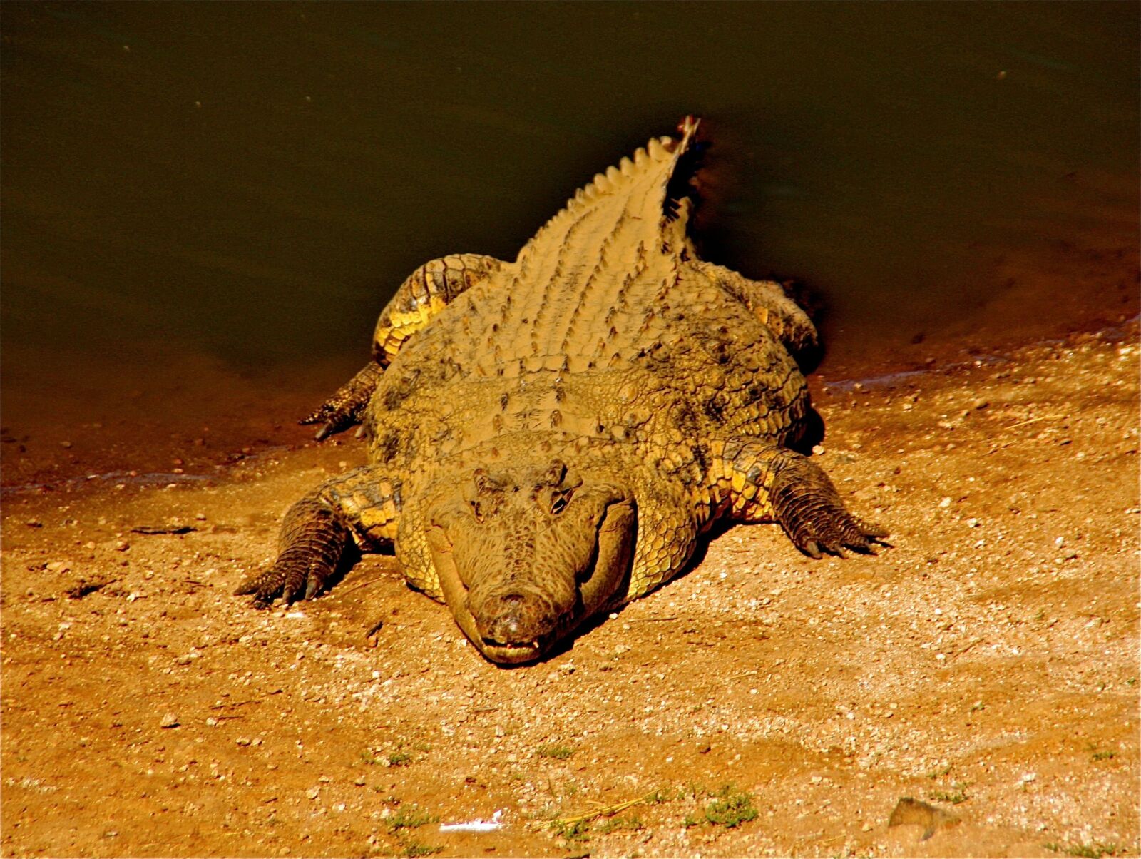Canon EOS 450D (EOS Rebel XSi / EOS Kiss X2) sample photo. Crocodile, animals, africa photography