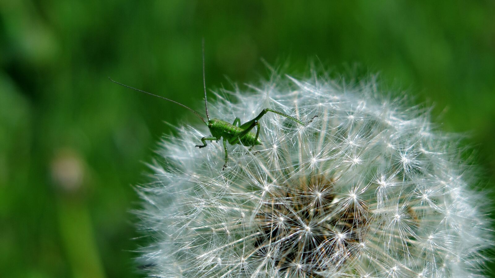 Canon PowerShot G15 sample photo. Dandelion, grasshopper, faded photography