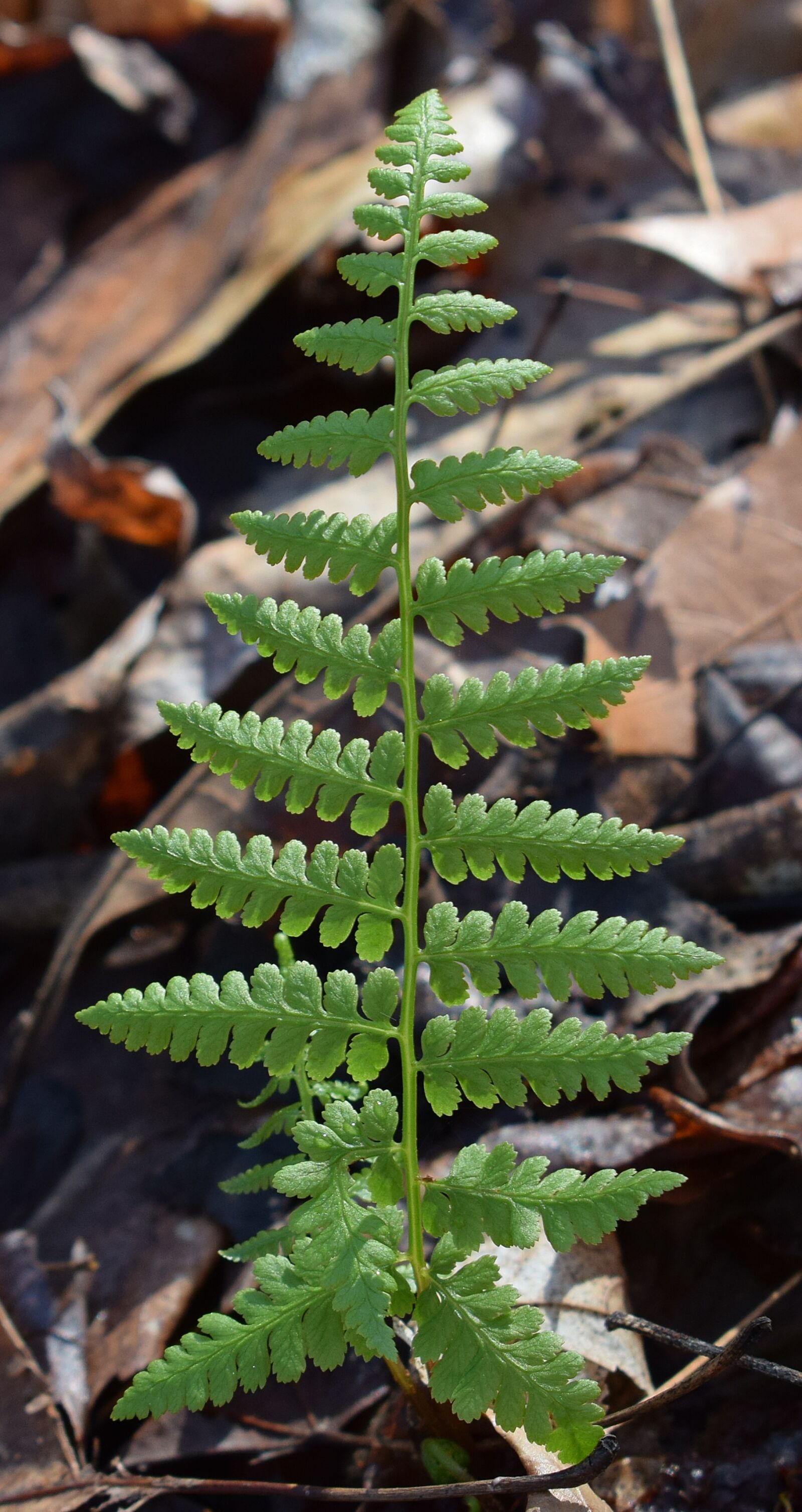 Nikon D3300 sample photo. Newly-emerged fern frond, fern photography