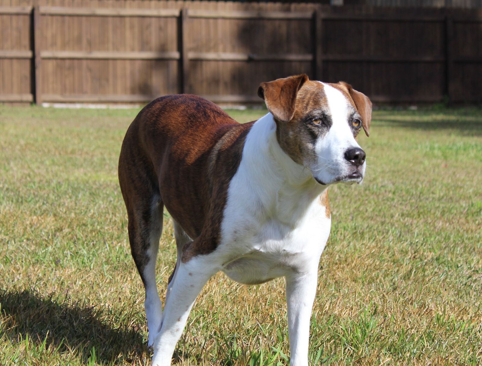 Canon EOS 1200D (EOS Rebel T5 / EOS Kiss X70 / EOS Hi) sample photo. Dogs, rescued, canine photography
