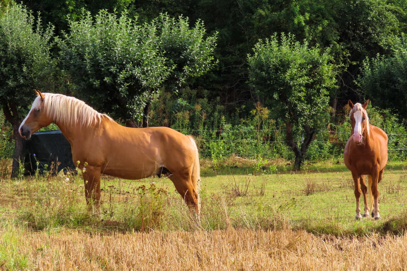 Canon PowerShot SX740 HS sample photo. Animals, horses, pasture photography