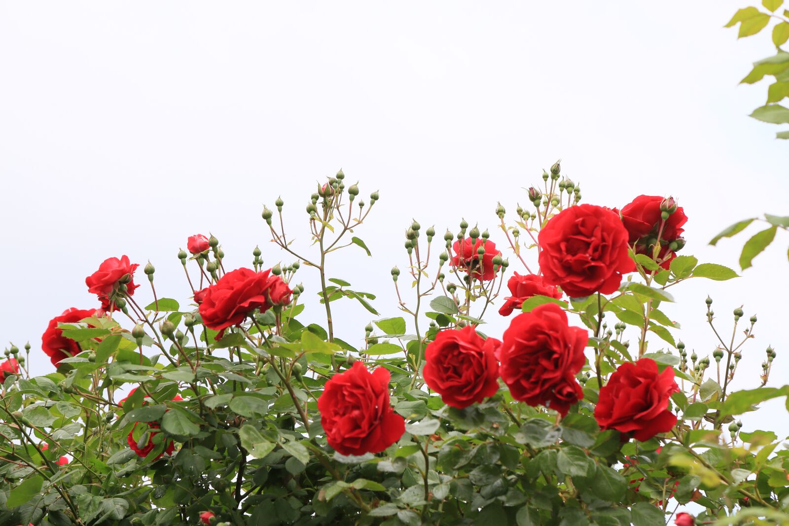 Canon EF 24-105mm F4L IS USM sample photo. Rose, roses, red photography