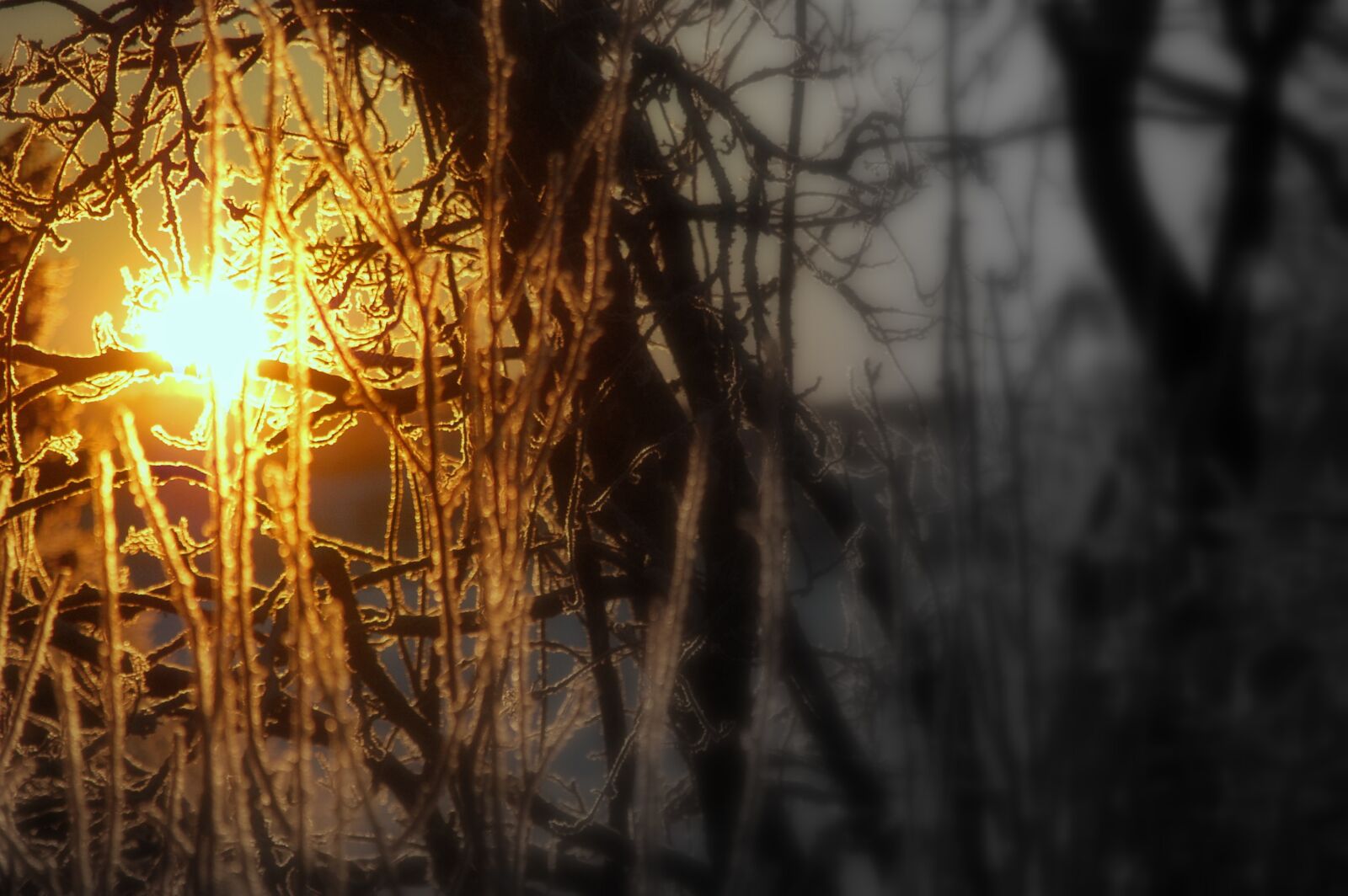Nikon D40 sample photo. Winter, sunrise, frost photography