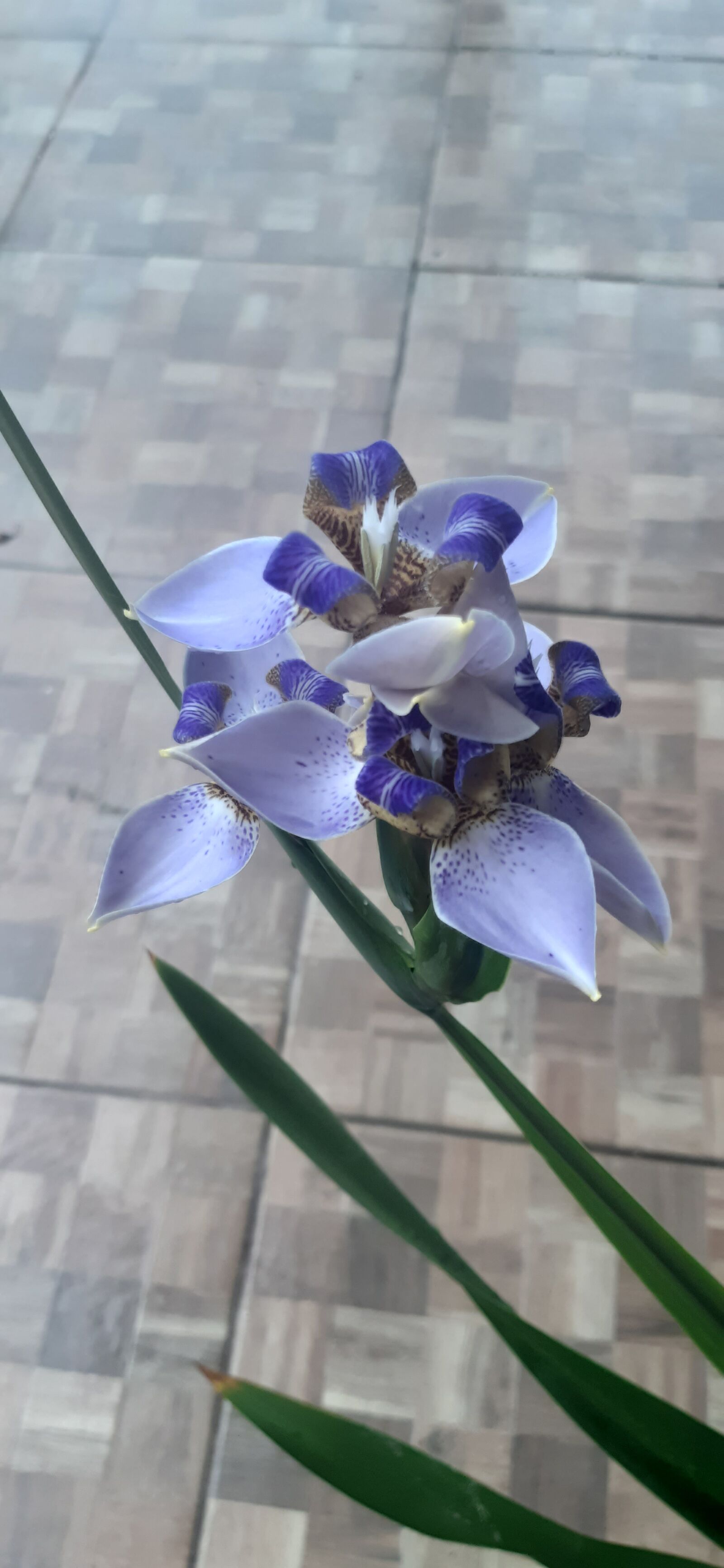 Samsung Galaxy A30 sample photo. íris, flor, roxo photography