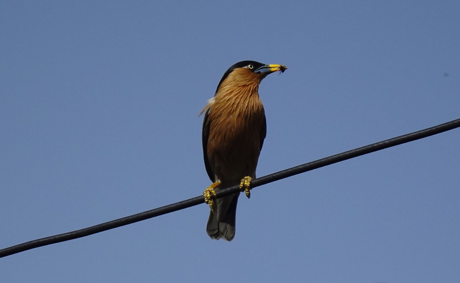 Sony DSC-WX800 sample photo. Bird, aves, brahminy myna photography