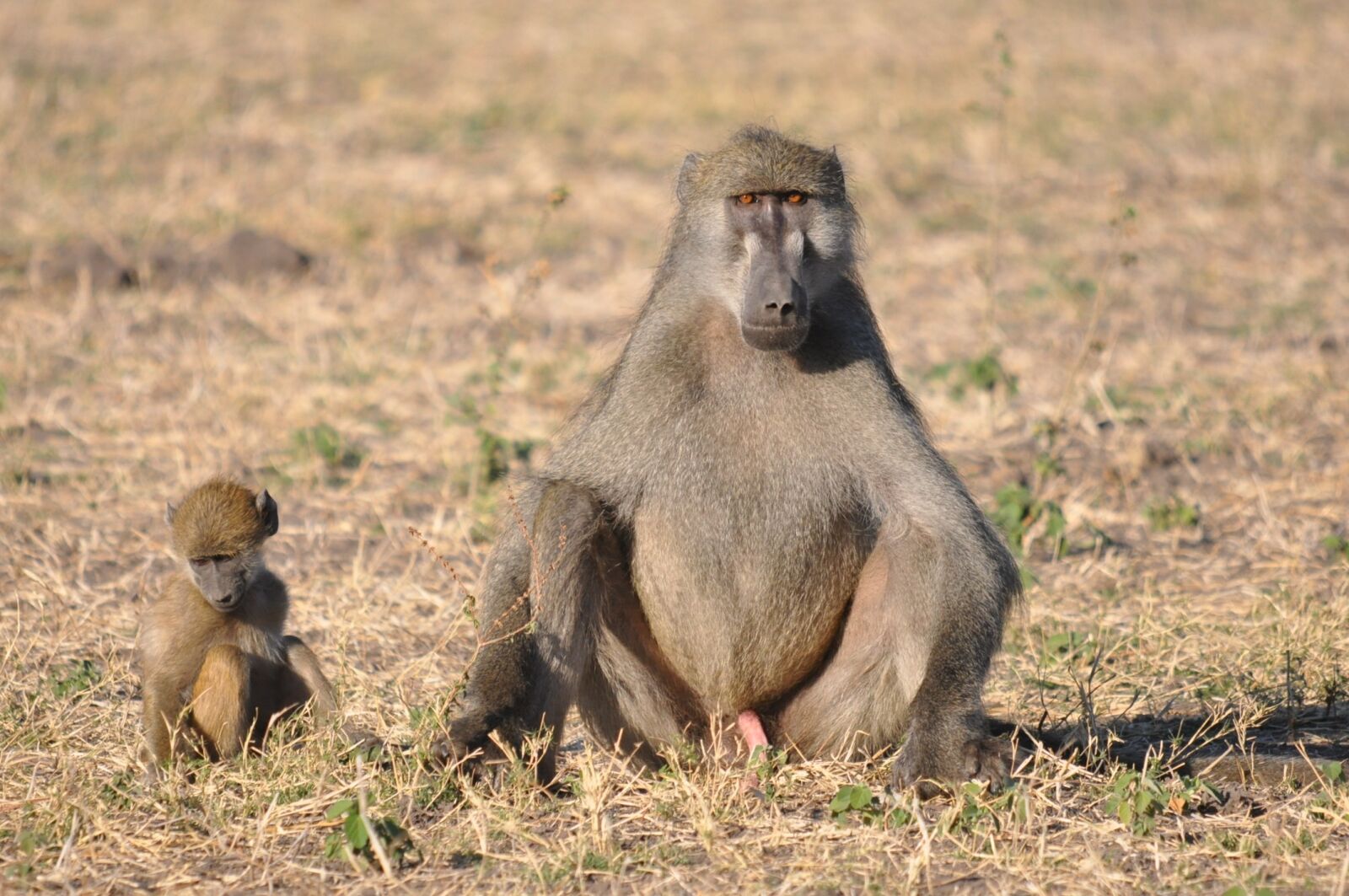 Nikon D90 sample photo. Wildlife, monkey, primate photography