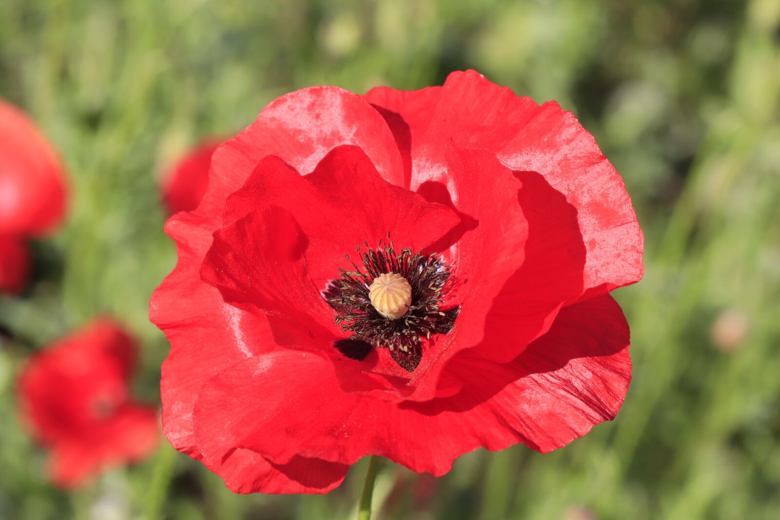Canon EOS 77D (EOS 9000D / EOS 770D) sample photo. Poppy, red, blossomed photography