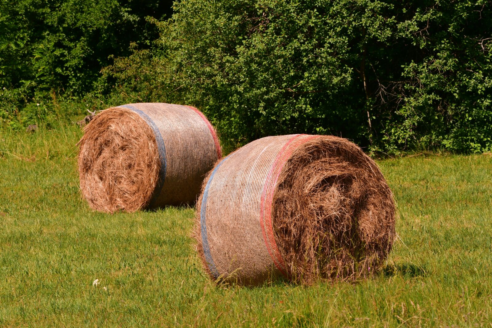 Nikon D7500 sample photo. Campaign, hay, prato photography