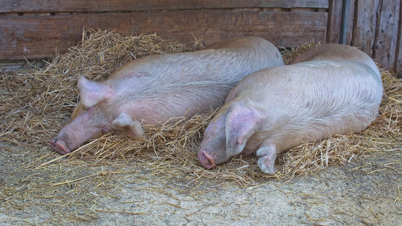 Nikon D7100 + Nikon AF-S DX Nikkor 35mm F1.8G sample photo. Domestic pig, pig, lying photography