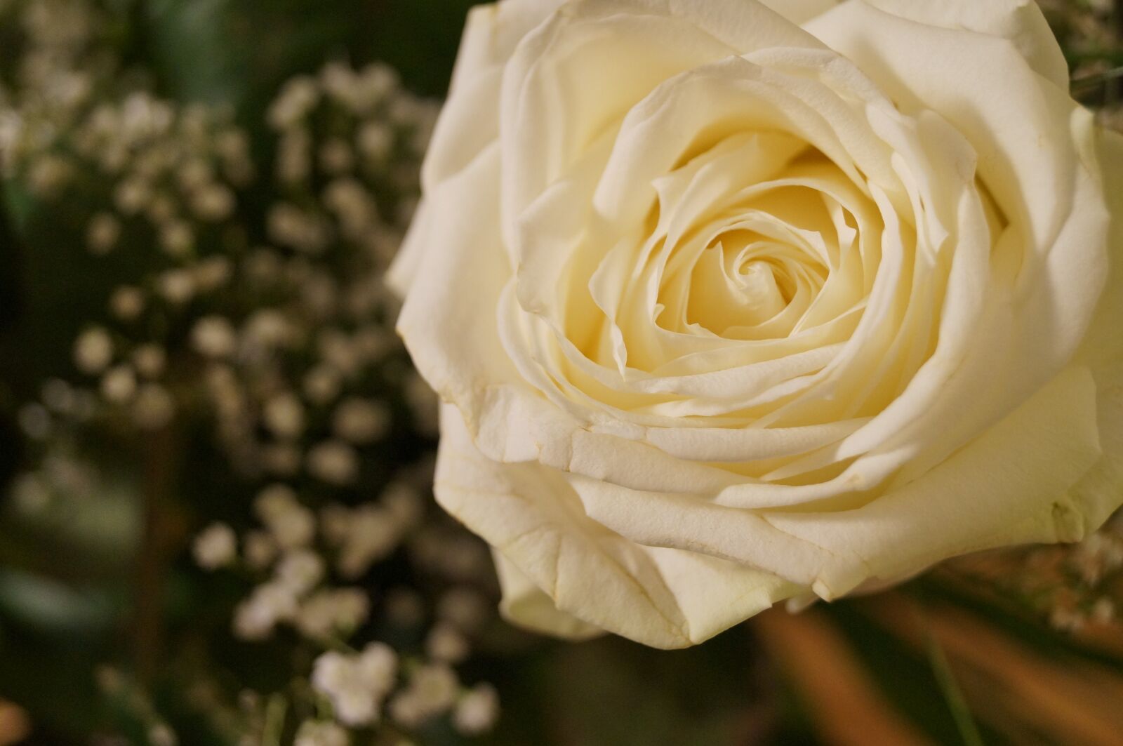 Sony SLT-A37 sample photo. Way, rose, wedding photography