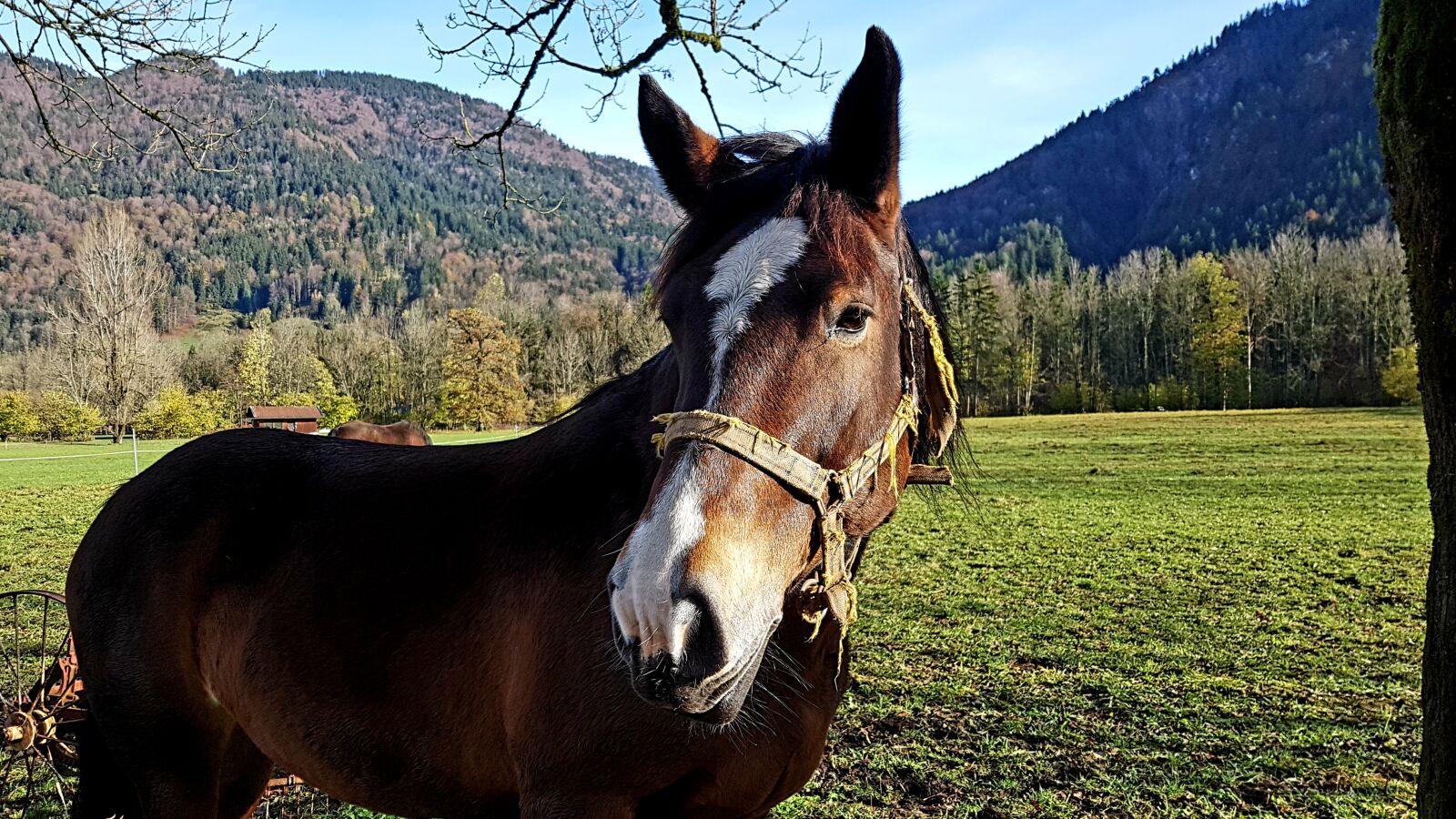 Samsung Galaxy S7 Edge sample photo. Horse, kaltblut, upper bavaria photography