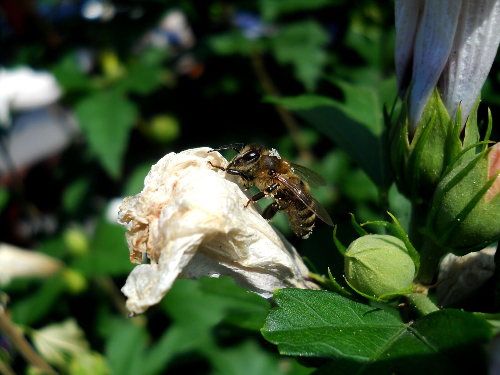 Nikon Coolpix L21 sample photo. Bee, pollen, nature photography